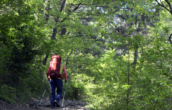 꿈길인듯 초록수목사이로 난 길을 따라 올라간다.