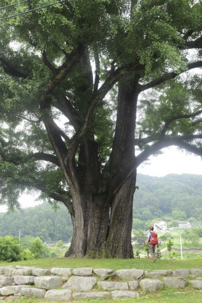 800년수령의 운곡리 은행나무