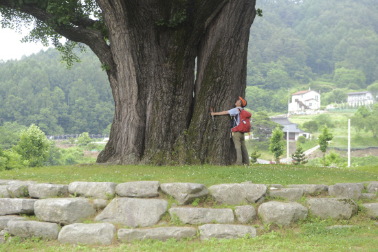 800년수령의 운곡리 느티나무