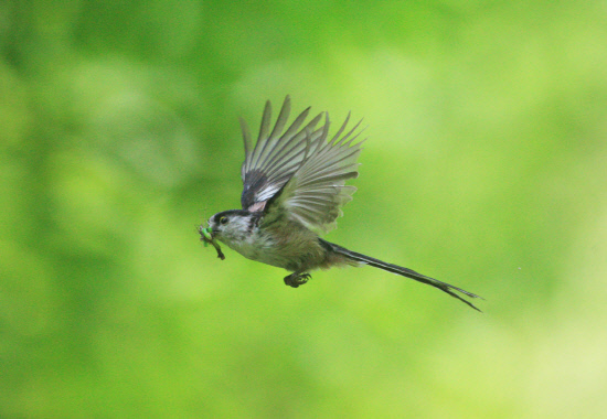 오목눈이어미가 먹이를 물고 둥지로 날아들고 있다