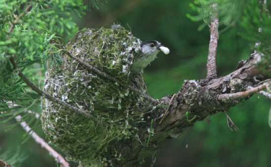 새끼의 배설물을 물고 나오는 어미 오목눈이