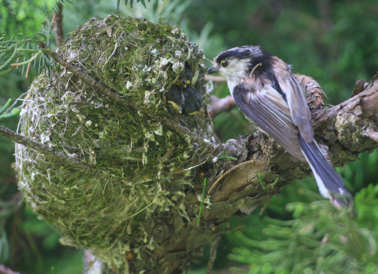 새끼를 보살피는 어미 오목눈이