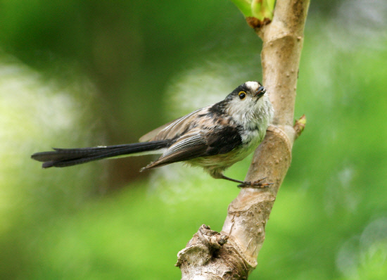 둥지 주변을 경계하는 어미 오목눈이01