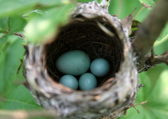 붉은머리오목눈 둥지에 탁란한 뻐꾸기 알