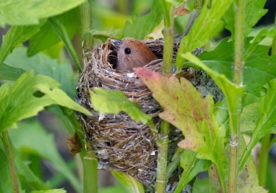망초 줄기에 둥지를 튼 붉은머리오목눈이