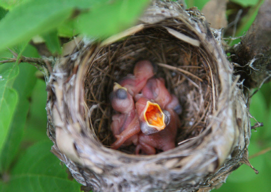 붉은머리오목눈이 새끼와 뻐꾸기새끼