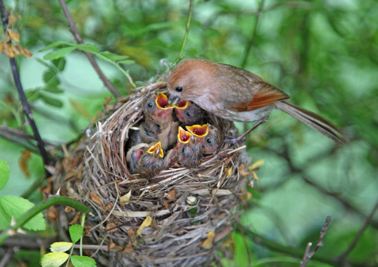 붉은머리오목눈이01