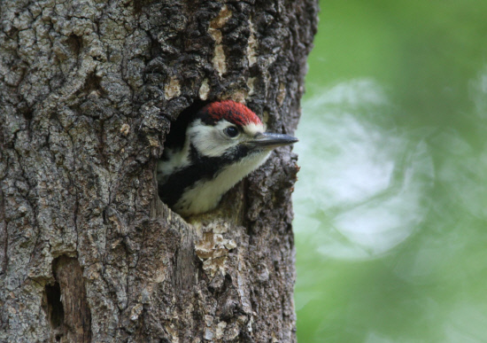 세상밖이 궁금한 새끼