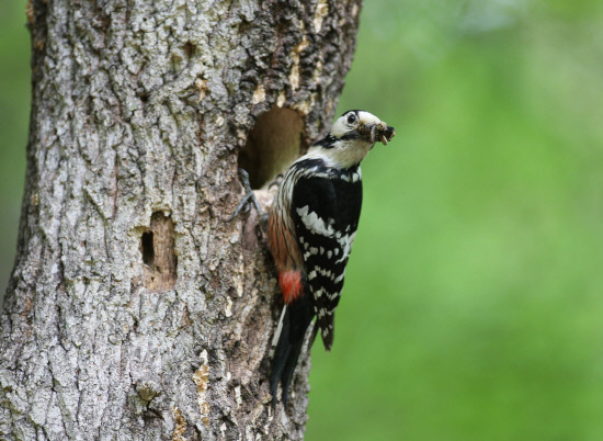 주변을 경계하는 암컷