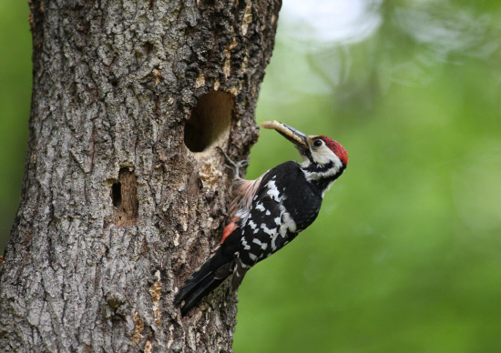커다란 애벌레를 잡아온 수컷