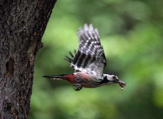 배설물을 내다버리는 암컷