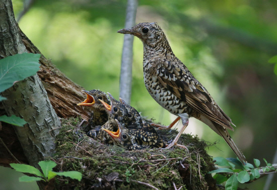 둥지를 지키는 어미새