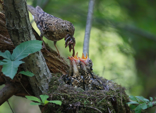 먹이경쟁을 하는 새끼들