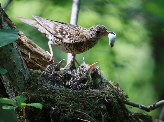 새끼의 배설물을 먹는 어미새