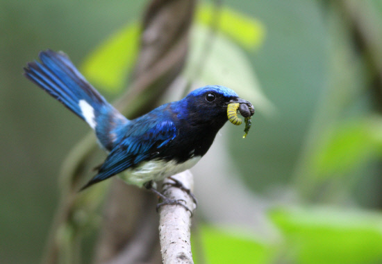 먹이를 사냥한 큰유리새 수컷01
