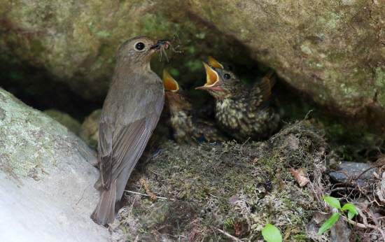 새끼에게 먹이를 먹이는 엄마새