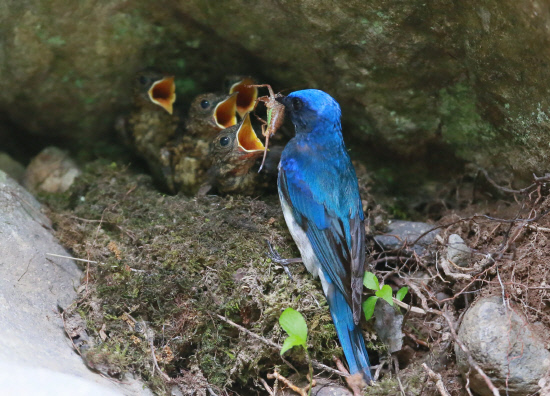 아빠새의 먹이 주기01