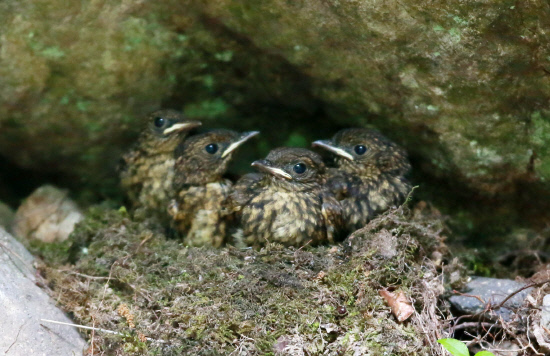 완벽한 보호색으로 무장한 둥지
