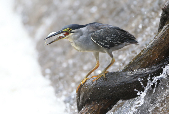 물고기 사냥에 성공한 검은댕기해오라기
