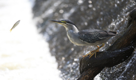 튀어 오르는 물고기를 사냥하는 검은댕기해오라기