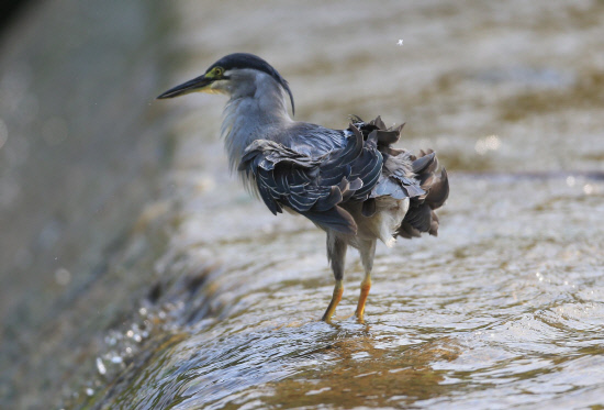 스트레칭을 하는 검은댕기해오라기