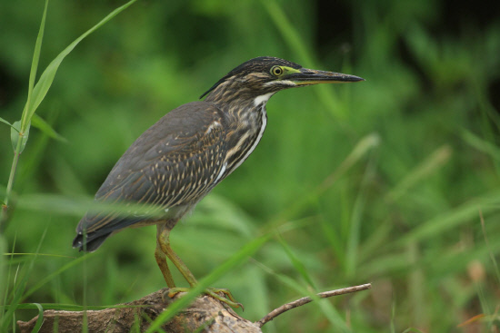 풀숲에 숨어있는 검은댕기해오라기 유조