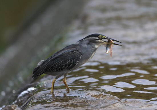 안전한 곳에서 먹이를 먹어치우는 검은댕기해오라기