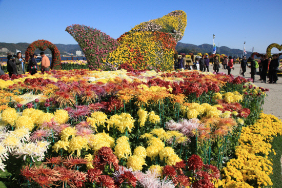 가고파국화축제 1