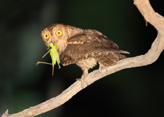 베짱이를 사냥한 소쩍새 어미