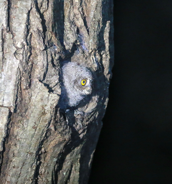 어미를 기다리는 소쩍새 새끼