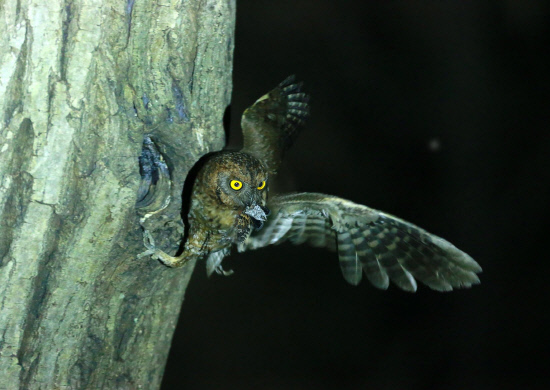 매를 사냥해 둥지를 날아든 소쩍새 어미