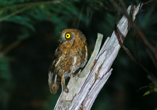 주위를 경계하는 소쩍새