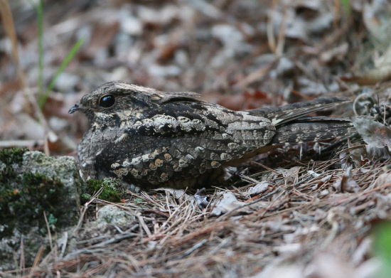 포란중인 쏙독새01