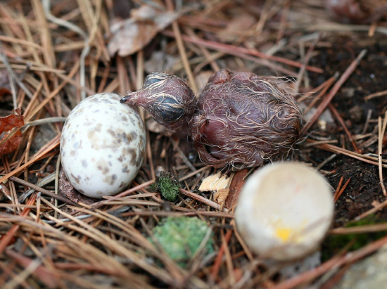 갖 부화한 새끼 쏙독새01