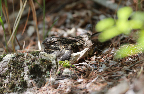 완벽한 위장술로 무장한 쏙독새