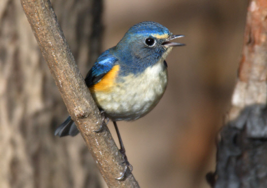 주변을 경계하는 유리딱새수컷