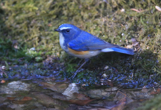 옹달샘에서도 경계하는 유리딱새수컷