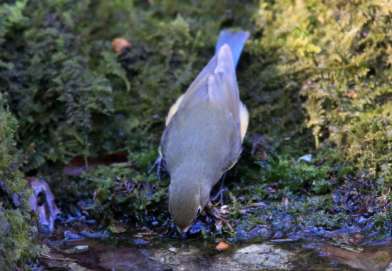 물먹는 유리딱새 암컷