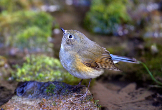 옹달샘을찾아온유리딱새암컷