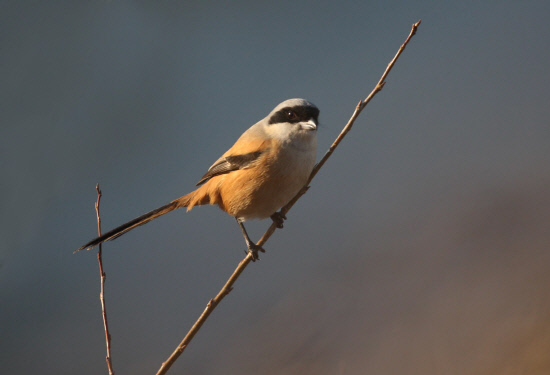 나뭇가지에 휴식하는 긴꼬리때까치