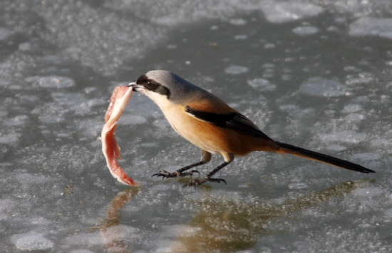 오리고기를 먹고 있는 긴꼬리때까치
