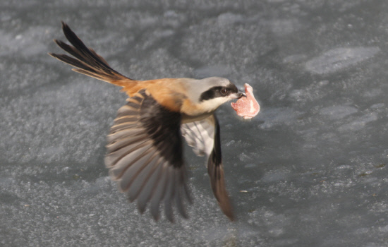 먹이를 물고 날아가는 긴꼬리때까치
