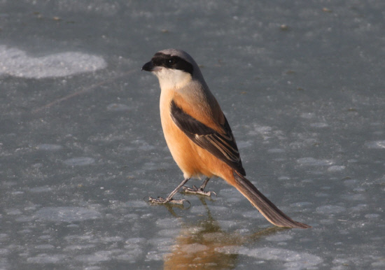 주위를 살피는 긴꼬리때까치01