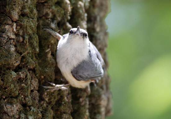 둥지를 찾아다니는 동고비