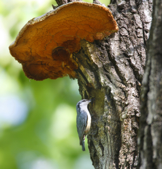 명당 동고비 둥지