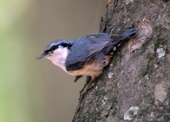 주변을 경계하는 동고비