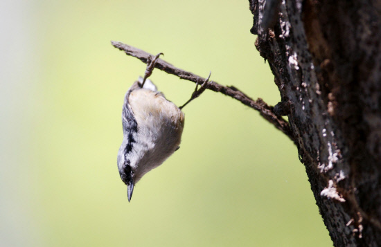 나무껍질에 매달려 있는 동고비