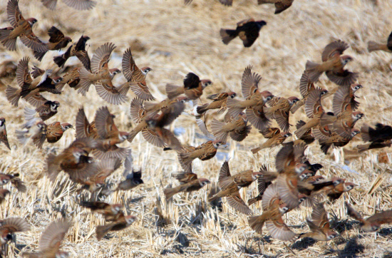 떼를 지어 날아 드는 참새01