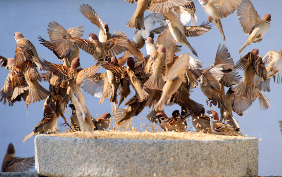 참새들로 복생통