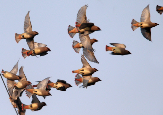 떼를 지어 나는 홍여새01